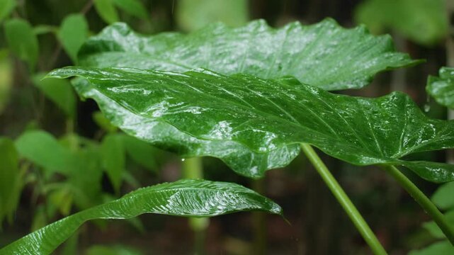 Lush green tropical leaves glisten with fresh raindrops in Costa Rica jungle. Large philodendron foliage displays prominent veins and wavy edges as rain falls gently in dense rainforest setting.