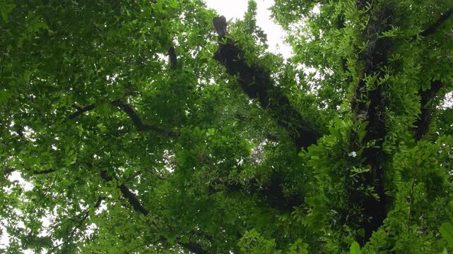 Looking up through dense Costa Rica rainforest canopy as delicate water droplets gently fall from lush green leaves, dark moss-covered branches creating natural patterns against overcast pale sky.