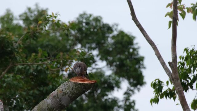 Spotted Dove Vocalizing, Turning Toward Camera and Pecking with Chewing Motion on Trimmed Tree, Palawan Philippines