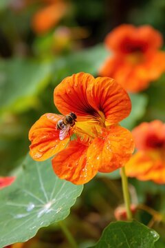 Bee on bright orange nasturtium flower, edible flower garden, colorful salad garnish, permaculture design, cheerful blooms
