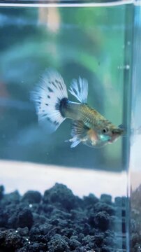 A small orange and white fish swims in a clear aquarium tank with dark gravel and green plants.
