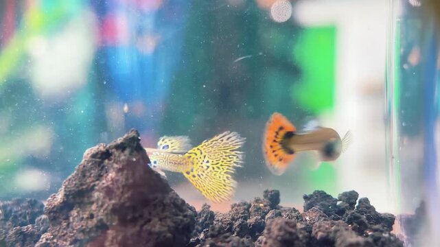 A colorful fish swims near a rock in an aquarium with another fish.