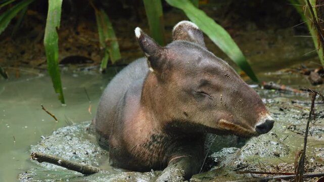 Bairds tapir relaxes in shallow muddy water of a tropical rainforest swamp. The endangered mammal with distinctive snout rests among green palm leaves and murky pond debris.