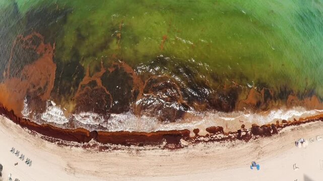 Aerial news footage Miami sargassum bloom 2026 record breaking season