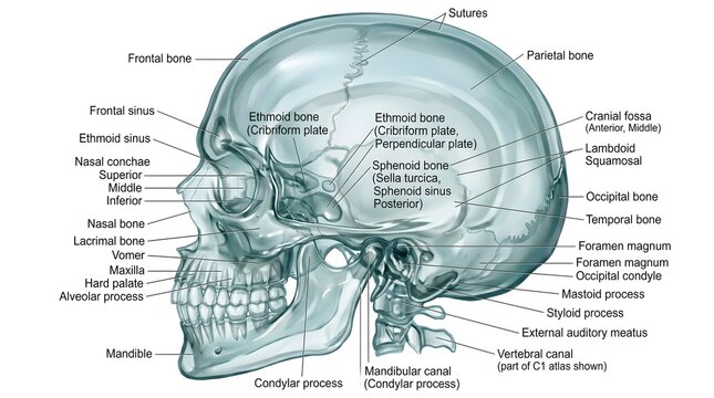 Lateral Human Skull Anatomy Illustration Showing Frontal, Parietal, Temporal, Occipital, Sphenoid, Ethmoid, Zygomatic, Maxilla, Mandible Bones, Paranasal Sinuses, Cranial Sutures and Foramina for Medi