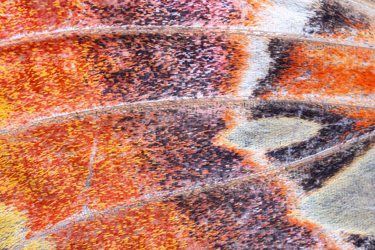 Macro texture of a giant atlas moth wing with orange and black patterns