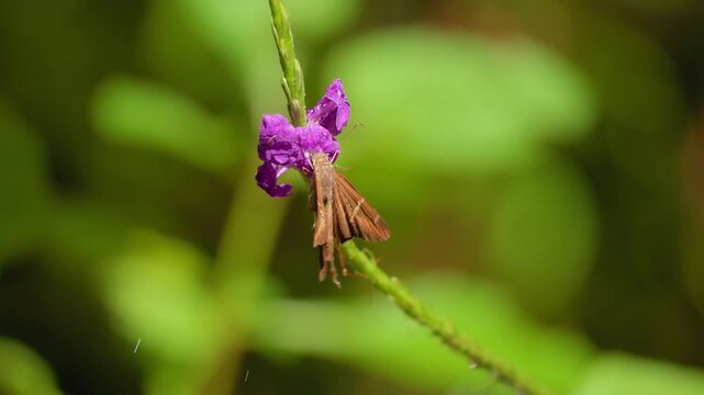 Brown skipper butterfly perches on vibrant purple flower in lush Costa Rica jungle. Macro close-up shows delicate wings and antennae against soft green bokeh background with water droplets on petals.