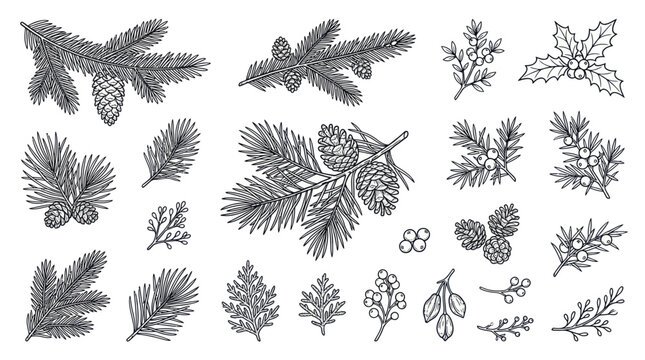 Pine tree leaves and branches.