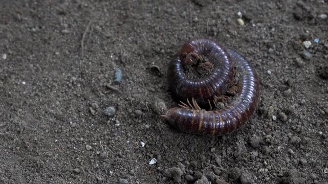 worm on the ground