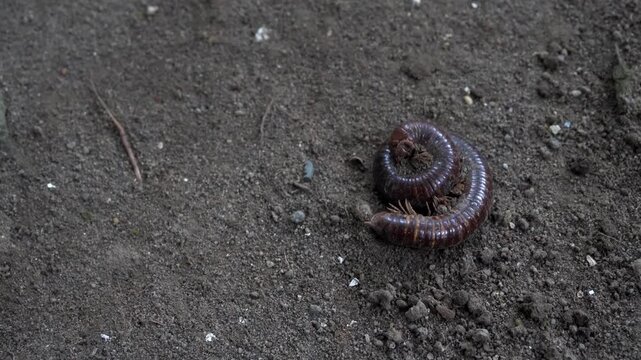the worm on the ground