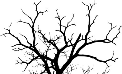Obraz premium Bare tree branches, black silhouette, winter icon, vector graphics