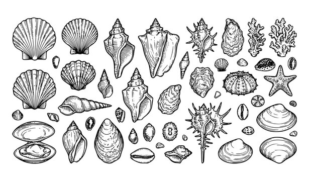 Minimalist tropical seashell vector illustrations with vintage marine contour art
