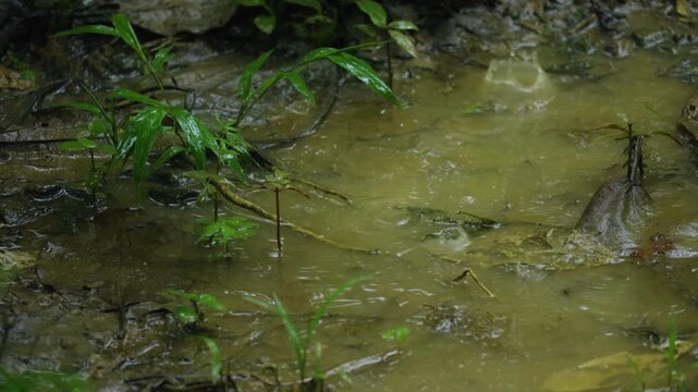 Costa Rica jungle scene showing murky yellowish-brown water pooling on the tropical rainforest floor with delicate young green seedlings and wet bamboo leaves emerging from saturated muddy soil.