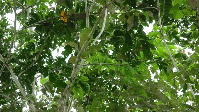 Dense jungle canopy in Costa Rica reveals intricate layers of tropical vegetation with vibrant green leaves and intertwining branches reaching toward overcast sky above the rainforest.