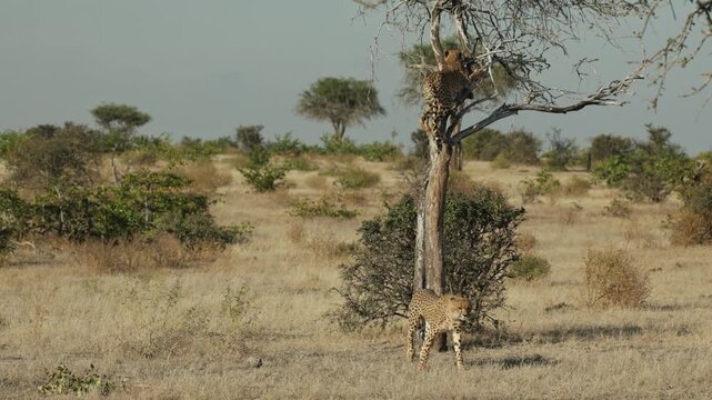 A young cheetah cub carefully balances in the branches of a small tree while a sibling stands below, watching from the ground before eventually walking away, Botswana wilderness.