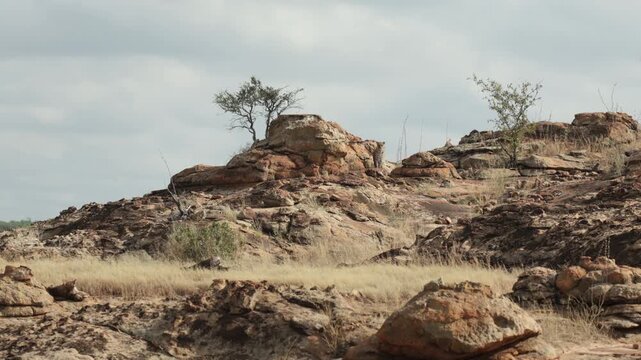 A leopard is standing camouflaged in the beautiful, rocky landscape in Botswana, scanning her surroundings.