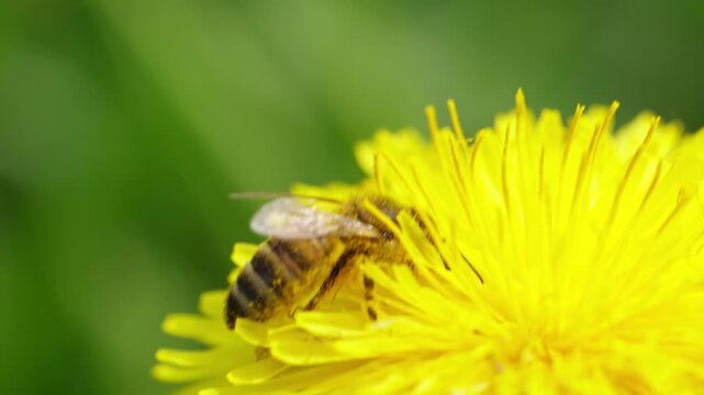 Honey bee covered in pollen gathers nectar from yellow dandelion flower head