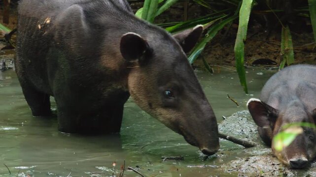 Bairds tapir with calf explores shallow muddy pond in lush Costa Rica jungle. Endangered mammal walks through green water surrounded by tropical vegetation and palm fronds in rainforest habitat.