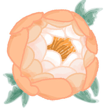 colorful Peone of Sharon flower illustration set