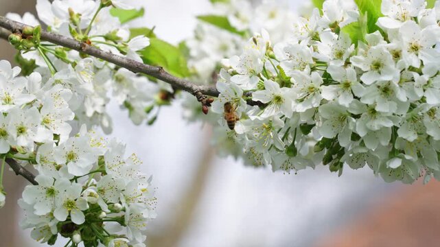 Honey bee pollinates white tree blossoms amid fresh spring foliage and branches