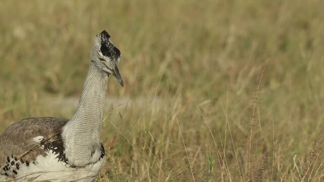 A medium closeup of a kori bustard walking through the tall dry grass on a windy day looking for food, Botswana.