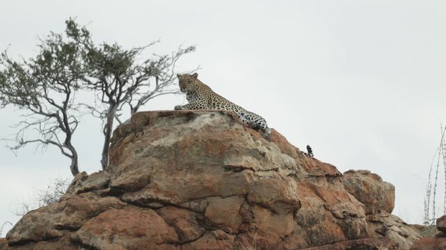 A leopard is lying camouflaged on top of a rock, scanning her surroundings on a windy, cloudy day in Botswana.
