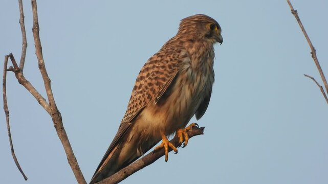 Hawk bird relaxing on tree finding food .