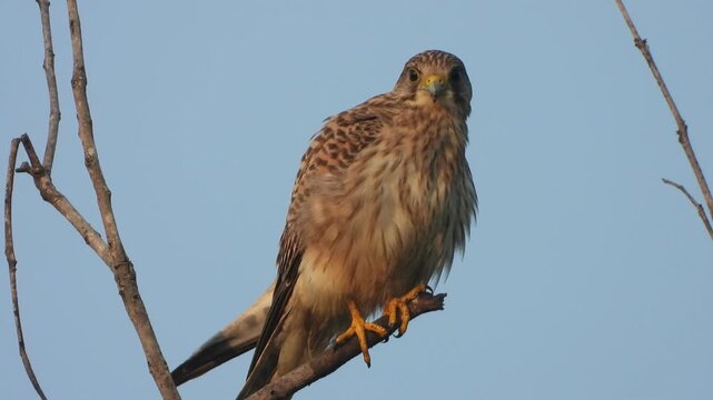 Hawk bird relaxing on tree and finding food . eyes.