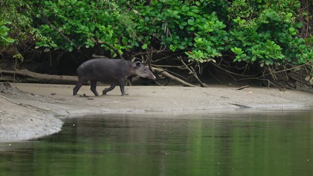 A wild tapir walks along a sandy riverbank beside calm green water in a tropical rainforest. Dense mangrove vegetation with lush green foliage lines the shore as the animal approaches the water.