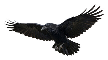 Large black raven bird flying with wings spread wide on transparent background isolated png. © Png ProTeam