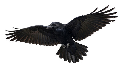Obraz premium Large black raven bird flying with wings spread wide on transparent background isolated png.