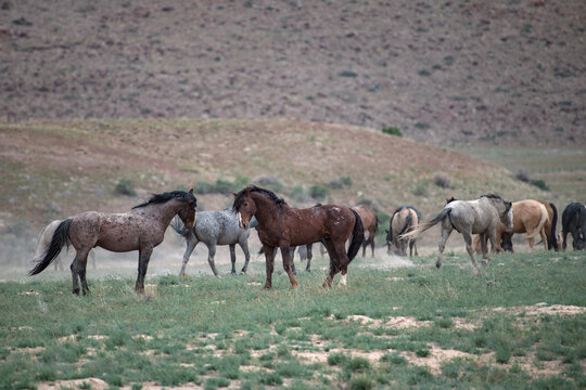 An Onaqui wild horse pairing sizing up a potential courtship mating ritual.