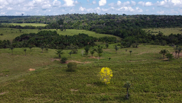 First blooming Yellow Ipe Handroanthus albus and palm tree in Amazon pasture