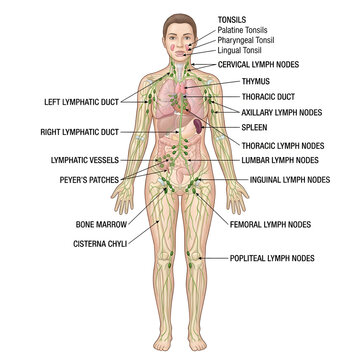 Human lymphatic system anatomy diagram with labeled organs and vessels, lymphatic