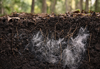 Fototapeta premium Cross section of dark forest soil showing a dense network of white fungal mycelium threads spreading through the rich, organic earth layers
