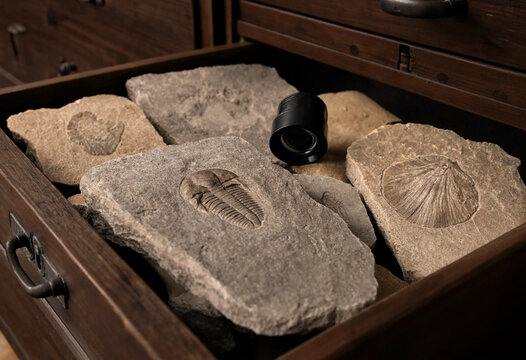Collection of ancient trilobite and seashell fossils arranged inside a dark wooden drawer with a magnifying glass for scientific examination