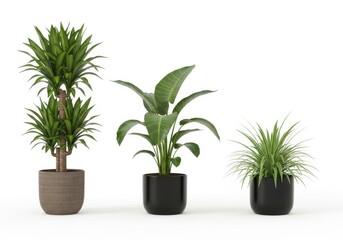Fototapeta premium Three distinct potted indoor plants showcasing varied foliage styles isolated on white background
