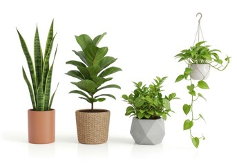 Fototapeta premium Four indoor plants in stylish pots for home decoration isolated on white background