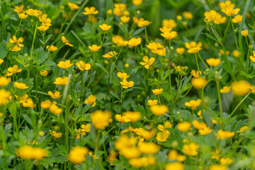 Obraz premium Dense patch of small yellow buttercup flowers in green meadow