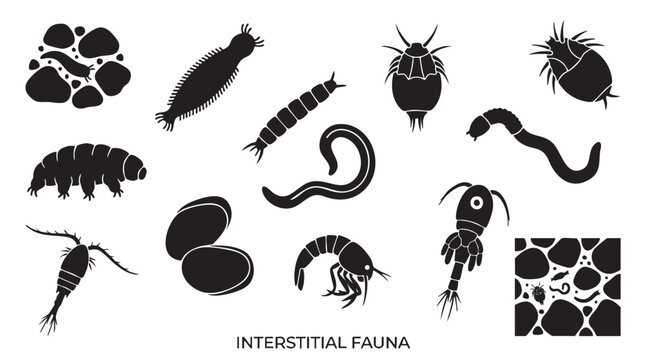 Interstitial fauna microscopic creatures inhabiting spaces between particles.