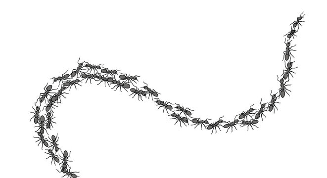 Long curved trail of black ant silhouettes marching together on a white background suitable for nature and insect themed designs.