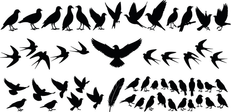 Flying and Perched Bird Silhouette Collection Featuring Eagle Hawk Swallow Swift Sparrow Flock and Single Quill Feather Vector Graphic Design Elements