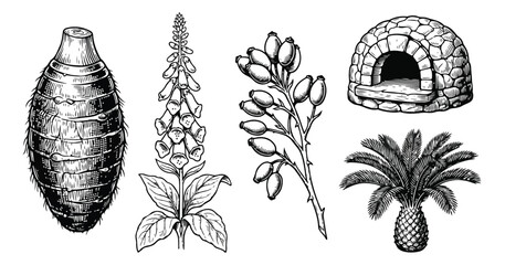 Vintage botanical and architectural illustrations, hand drawn taro root and foxglove flower, stone pizza oven and palm tree vector set © amna