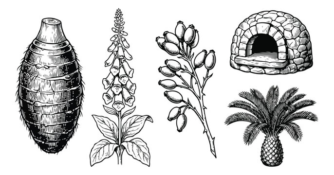 Vintage botanical and architectural illustrations, hand drawn taro root and foxglove flower, stone pizza oven and palm tree vector set