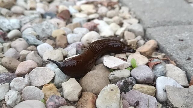 Ants attacking brown slug on gravel stones. Macro predator prey interaction, garden pest control, wildlife behavior, ecosystem struggle.