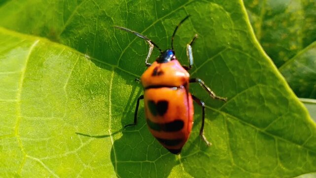 Vibrant green shield bug Palomena prasina surrounded by natural foliage
