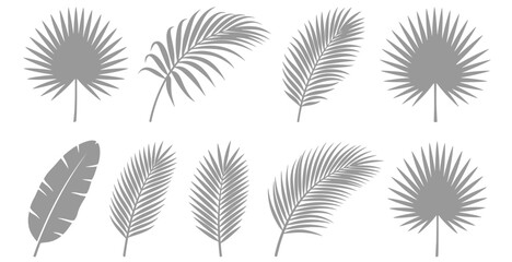 Tropical palm leaf silhouettes set featuring diverse jungle frond elements, botanical coconut tree leaves, monstera plant branches, and exotic paradise summer foliage. © Uttham