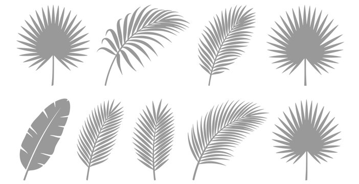 Tropical palm leaf silhouettes set featuring diverse jungle frond elements, botanical coconut tree leaves, monstera plant branches, and exotic paradise summer foliage.