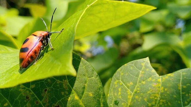 Macro details of Palomena prasina insect perched on a plant stem