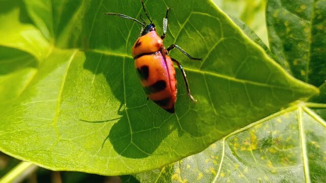 Close up of a green shield bug Palomena prasina in the garden